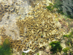 Palythoa grandiflora