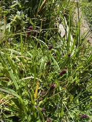 Alternanthera porrigens