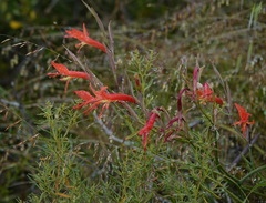 Gladiolus vandermerwei