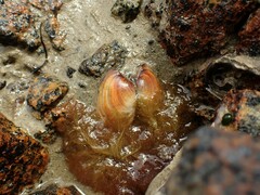 Venerupis largillierti