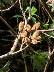 Alnus acuminata