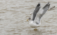 Larus fuscus