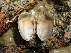 Venerupis largillierti