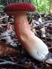 Xanthoconium purpureum