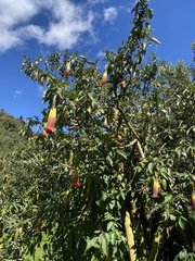 Brugmansia sanguinea