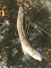 Anguilla australis