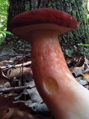 Xanthoconium purpureum