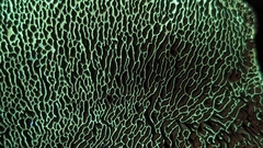 Porodaedalea