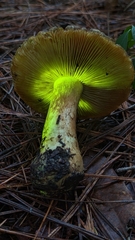 Leprocybe