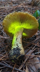 Leprocybe