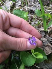 Viola nephrophylla