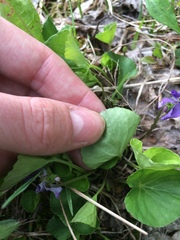 Viola nephrophylla