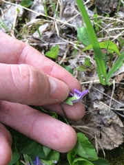 Viola nephrophylla