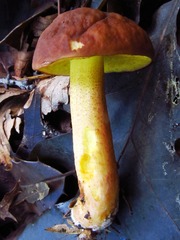 Hemileccinum rubropunctum