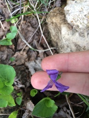 Viola nephrophylla