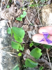 Viola nephrophylla