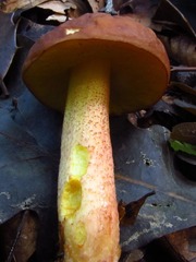 Hemileccinum rubropunctum