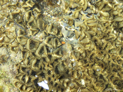 Palythoa grandiflora