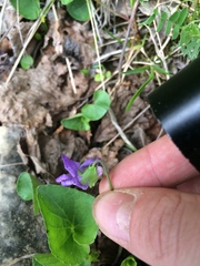 Viola nephrophylla