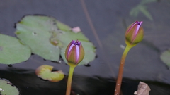 Nymphaea elegans