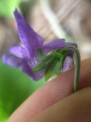 Viola nephrophylla