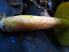 Hemileccinum rubropunctum