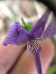 Viola nephrophylla