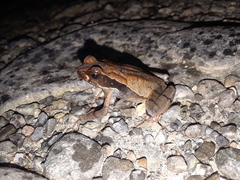 Rhaebo haematiticus