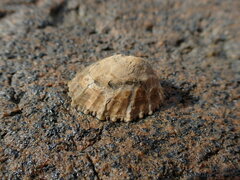 Cellana ornata
