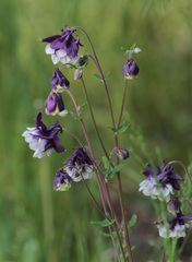 Aquilegia vulgaris