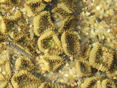 Palythoa grandiflora