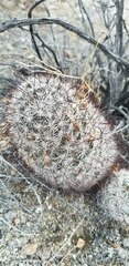Mammillaria tetrancistra