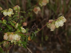 Hermannia hyssopifolia