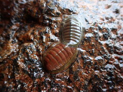 Chiton glaucus