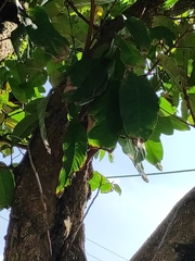 Syzygium samarangense