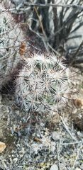 Mammillaria tetrancistra