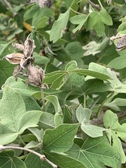 Gossypium tomentosum