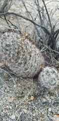Mammillaria tetrancistra