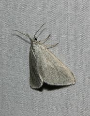 Lithostege
