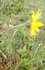 Arnica angustifolia