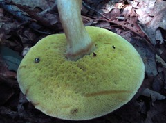 Xanthoconium affine affine