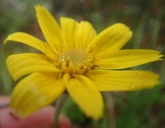 Arnica angustifolia