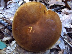 Xanthoconium affine affine