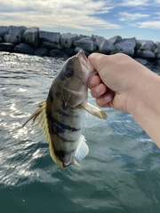 Paralabrax nebulifer