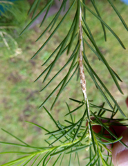 Melaleuca alternifolia