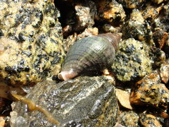 Buccinulum littorinoides