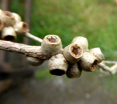 Melaleuca alternifolia