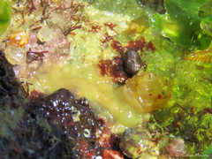 Enchiridium