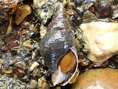 Buccinulum littorinoides