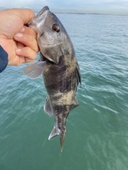 Paralabrax nebulifer